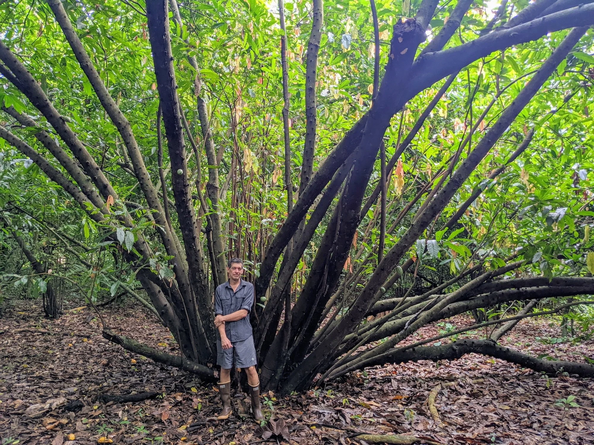 Book Review: Wild Chocolate | The Chocolate Professor